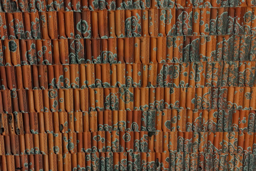 Heavy lichen across a terracotta tile roof, seen from above