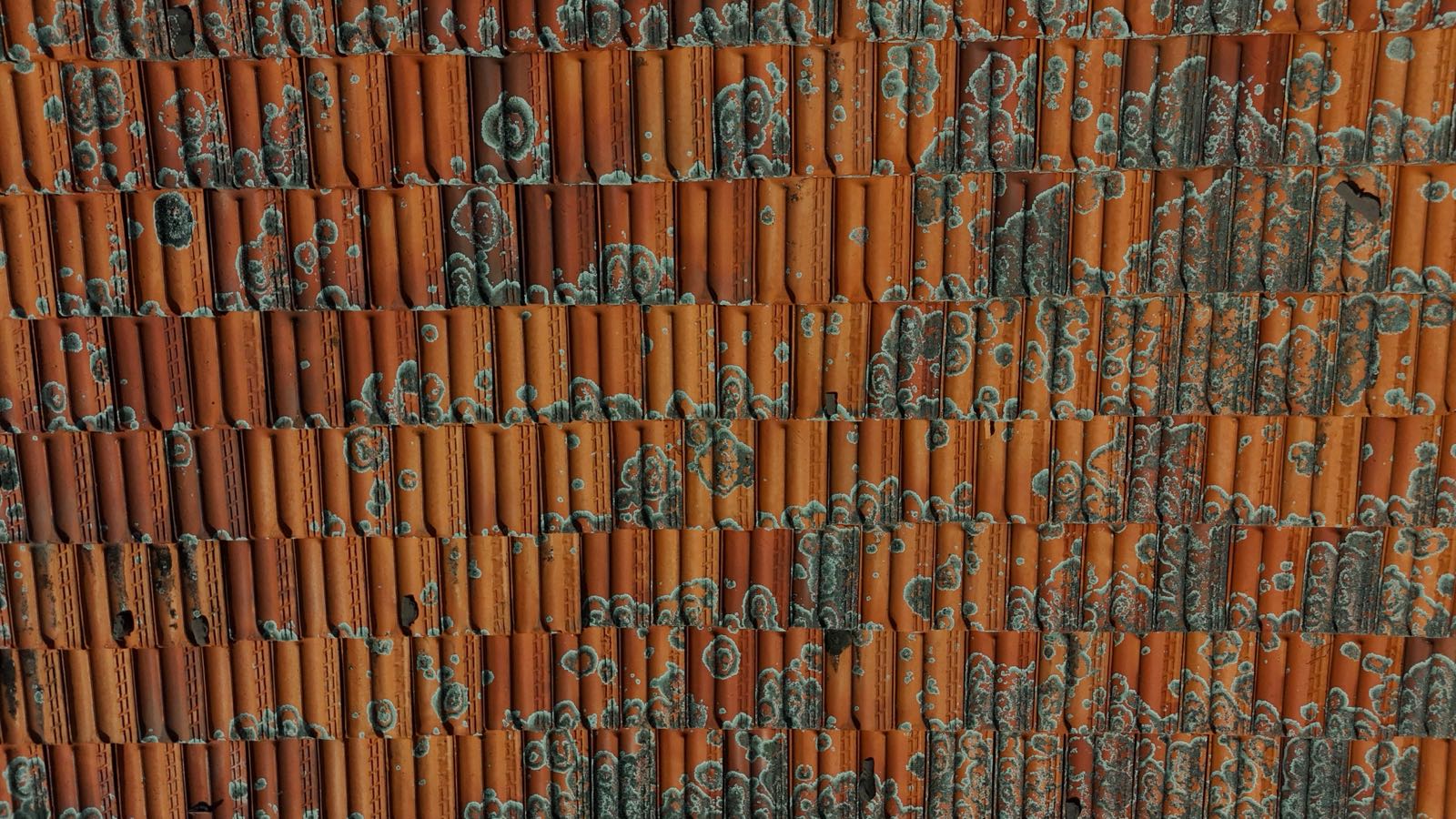 Terracotta roof tiles carpeted in lichen colonies, photographed from directly above