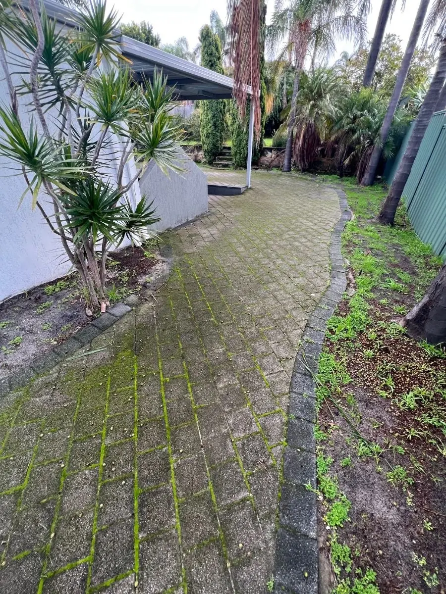 Mossy path treated by Extera