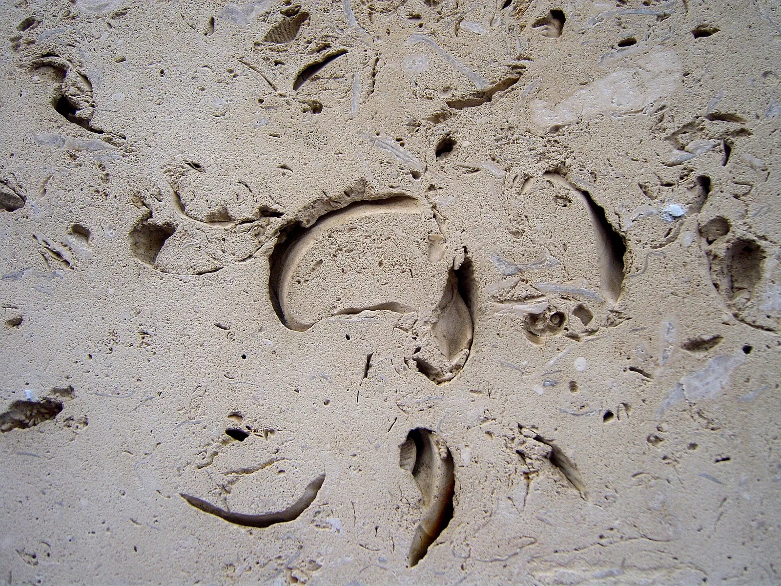 Fossil-rich cream limestone surface